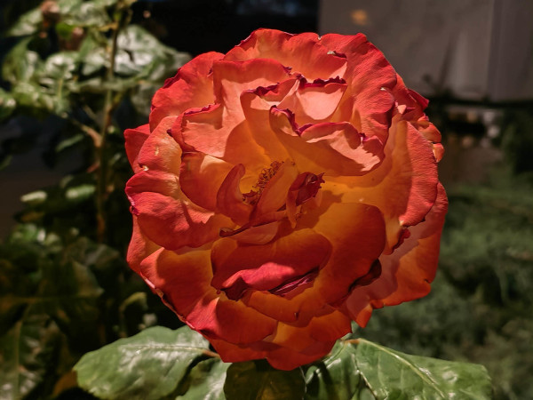 Honor400_pro_slika_kamerom _15
